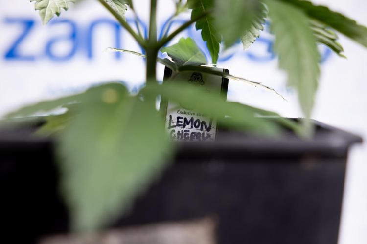 Lemon Cherry Gelato - Zamnesia x B&B. Week 2