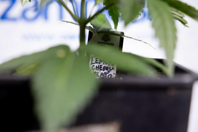 Lemon Cherry Gelato - Zamnesia x B&B. Week 2