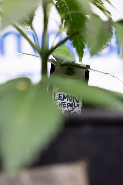 Lemon Cherry Gelato - Zamnesia x B&B. Week 2 - Lemon Cherry Gelato - Week 2/3 - Zamnesia
