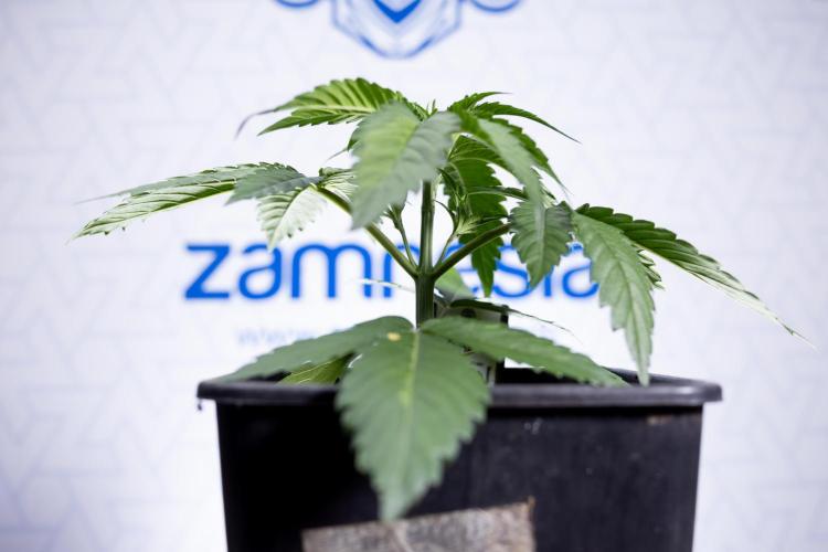 Lemon Cherry Gelato - Zamnesia x B&B. Week 2 - Lemon Cherry Gelato - Week 2/3 - Zamnesia