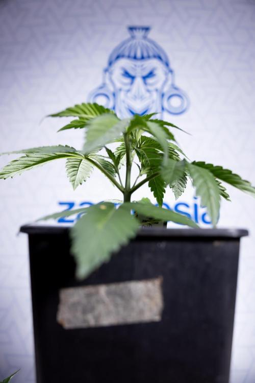 Lemon Cherry Gelato - Zamnesia x B&B. Week 2 - Lemon Cherry Gelato - Week 2/3 - Zamnesia