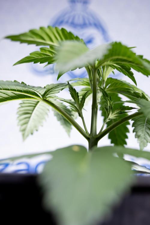 Lemon Cherry Gelato - Zamnesia x B&B. Week 2 - Lemon Cherry Gelato - Week 2/3 - Zamnesia