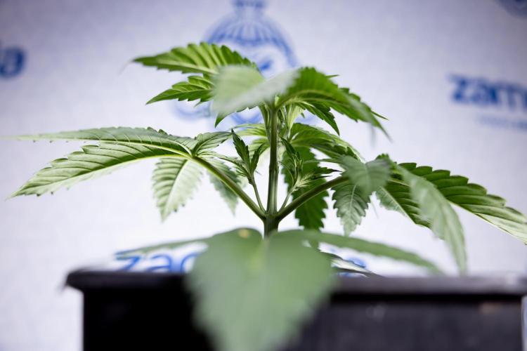 Lemon Cherry Gelato - Zamnesia x B&B. Week 2 - Lemon Cherry Gelato - Week 2/3 - Zamnesia