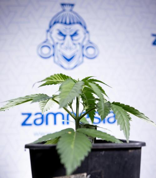 Lemon Cherry Gelato - Zamnesia x B&B. Week 2 - Lemon Cherry Gelato - Week 2/3 - Zamnesia