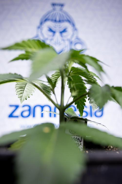 Lemon Cherry Gelato - Zamnesia x B&B. Week 2 - Lemon Cherry Gelato - Week 2/3 - Zamnesia