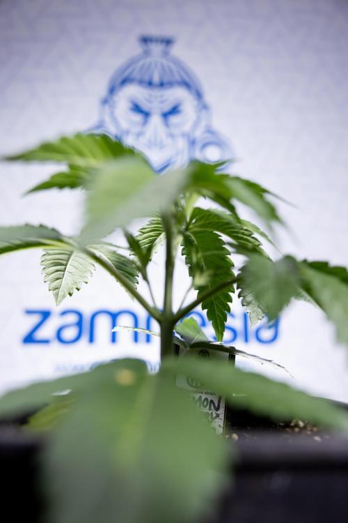 Lemon Cherry Gelato - Zamnesia x B&B. Week 2 - Lemon Cherry Gelato - Week 2/3 - Zamnesia