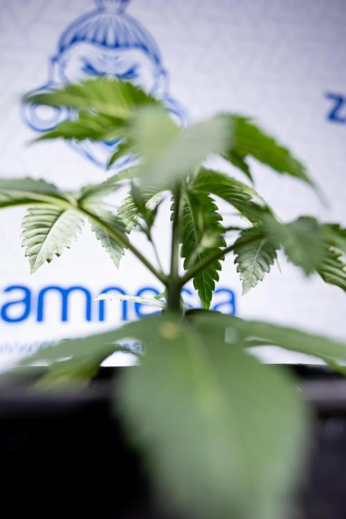 Lemon Cherry Gelato - Zamnesia x B&B. Week 2 - Lemon Cherry Gelato - Week 2/3 - Zamnesia