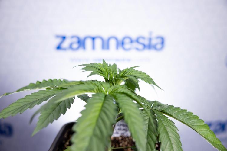 Lemon Cherry Gelato - Zamnesia x B&B. Week 2 - Lemon Cherry Gelato - Week 2/3 - Zamnesia