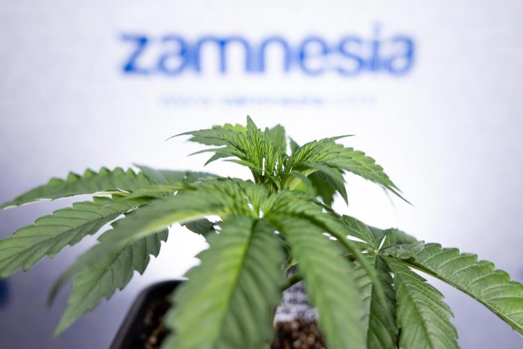 Lemon Cherry Gelato - Zamnesia x B&B. Week 2 - Lemon Cherry Gelato - Week 2/3 - Zamnesia