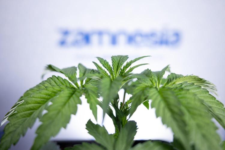 Lemon Cherry Gelato - Zamnesia x B&B. Week 2 - Lemon Cherry Gelato - Week 2/3 - Zamnesia