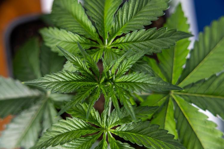 Lemon Cherry Gelato - Zamnesia x B&B. Week 2 - Lemon Cherry Gelato - Week 2/3 - Zamnesia