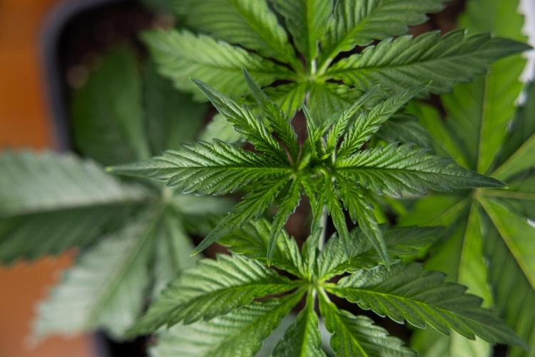 Lemon Cherry Gelato - Zamnesia x B&B. Week 2