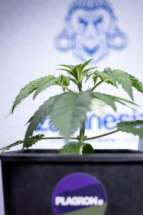 Lemon Cherry Gelato - Zamnesia x B&B. Week 2 - Lemon Cherry Gelato - Week 2/3 - Zamnesia