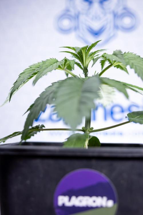 Lemon Cherry Gelato - Zamnesia x B&B. Week 2 - Lemon Cherry Gelato - Week 2/3 - Zamnesia