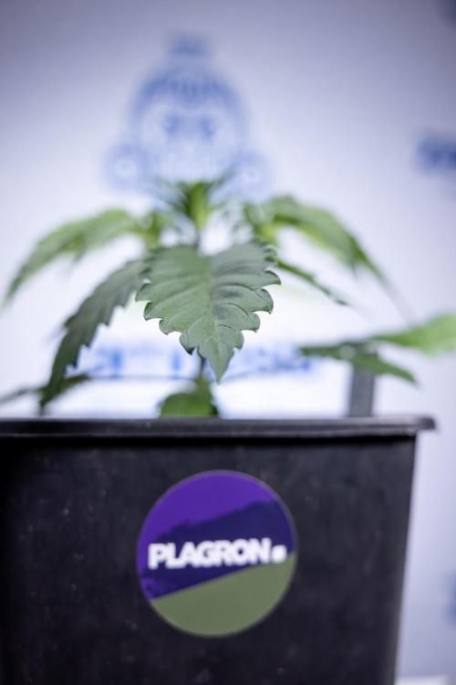 Lemon Cherry Gelato - Zamnesia x B&B. Week 2 - Lemon Cherry Gelato - Week 2/3 - Zamnesia