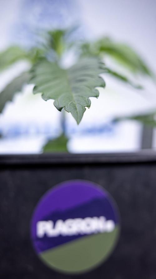 Lemon Cherry Gelato - Zamnesia x B&B. Week 2 - Lemon Cherry Gelato - Week 2/3 - Zamnesia