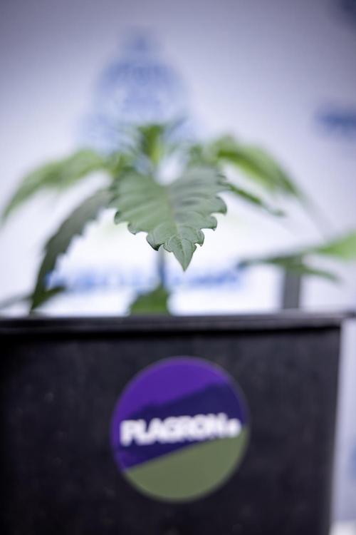 Lemon Cherry Gelato - Zamnesia x B&B. Week 2 - Lemon Cherry Gelato - Week 2/3 - Zamnesia