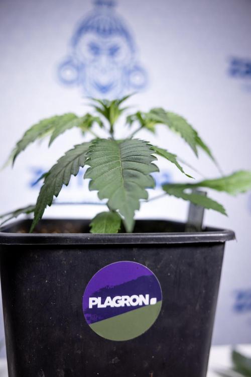 Lemon Cherry Gelato - Zamnesia x B&B. Week 2 - Lemon Cherry Gelato - Week 2/3 - Zamnesia