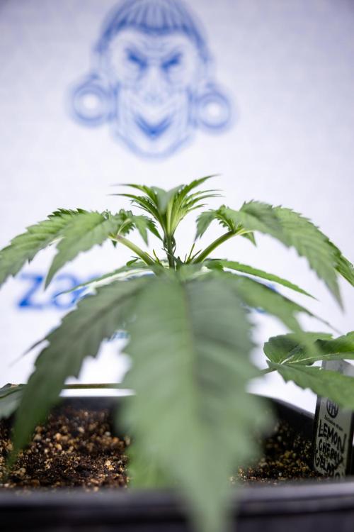 Lemon Cherry Gelato - Zamnesia x B&B. Week 2 - Lemon Cherry Gelato - Week 2/3 - Zamnesia