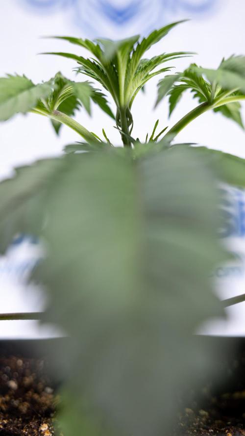 Lemon Cherry Gelato - Zamnesia x B&B. Week 2 - Lemon Cherry Gelato - Week 2/3 - Zamnesia