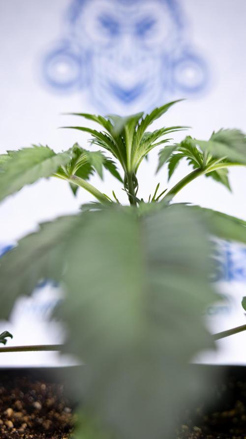 Lemon Cherry Gelato - Zamnesia x B&B. Week 2 - Lemon Cherry Gelato - Week 2/3 - Zamnesia