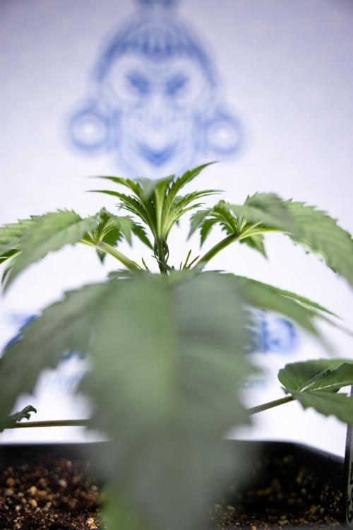 Lemon Cherry Gelato - Zamnesia x B&B. Week 2 - Lemon Cherry Gelato - Week 2/3 - Zamnesia