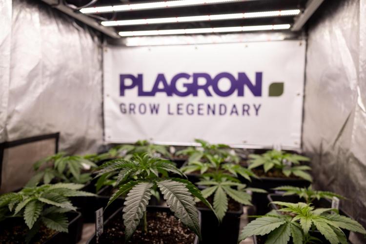 Lemon Cherry Gelato - Zamnesia x B&B. Week 2 - Zamnesia x Plagron Photoperiodic Crew