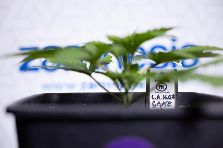 L.A. KUSH Cake #2 - Zamnesia x B&B. Week 2 - L.A.Kush Cake - Week 3 - Veg