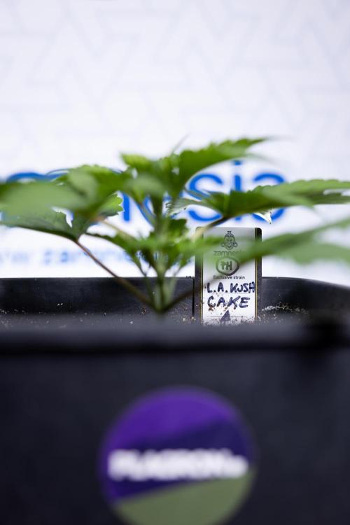 L.A. KUSH Cake #2 - Zamnesia x B&B. Week 2 - L.A.Kush Cake - Week 3 - Veg