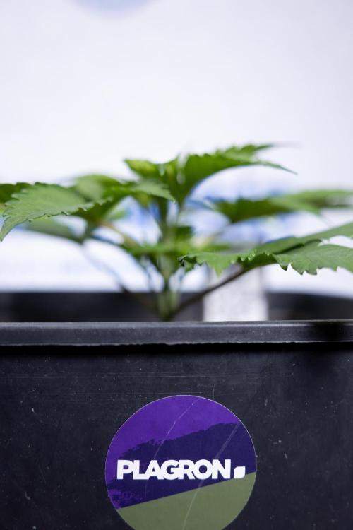 L.A. KUSH Cake #2 - Zamnesia x B&B. Week 2 - L.A.Kush Cake - Week 3 - Veg