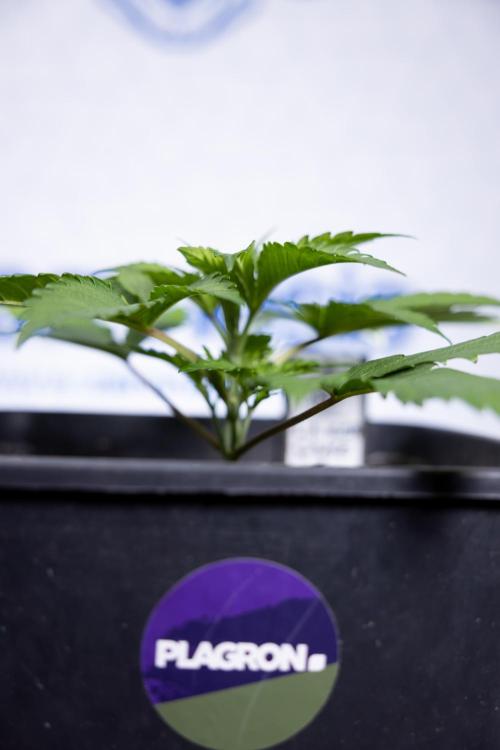 L.A. KUSH Cake #2 - Zamnesia x B&B. Week 2 - L.A.Kush Cake - Week 3 - Veg