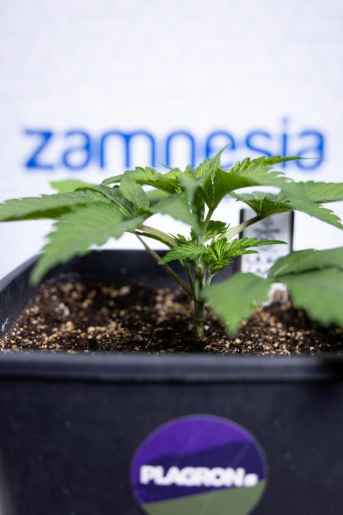 L.A. KUSH Cake #2 - Zamnesia x B&B. Week 2 - L.A.Kush Cake - Week 3 - Veg