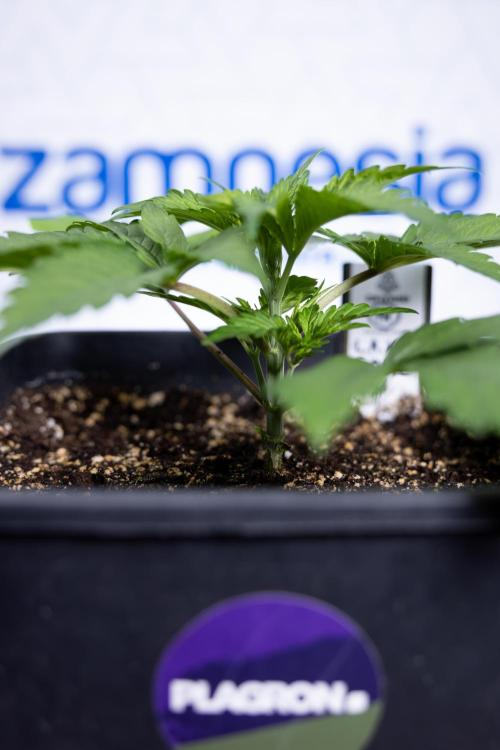 L.A. KUSH Cake #2 - Zamnesia x B&B. Week 2 - L.A.Kush Cake - Week 3 - Veg