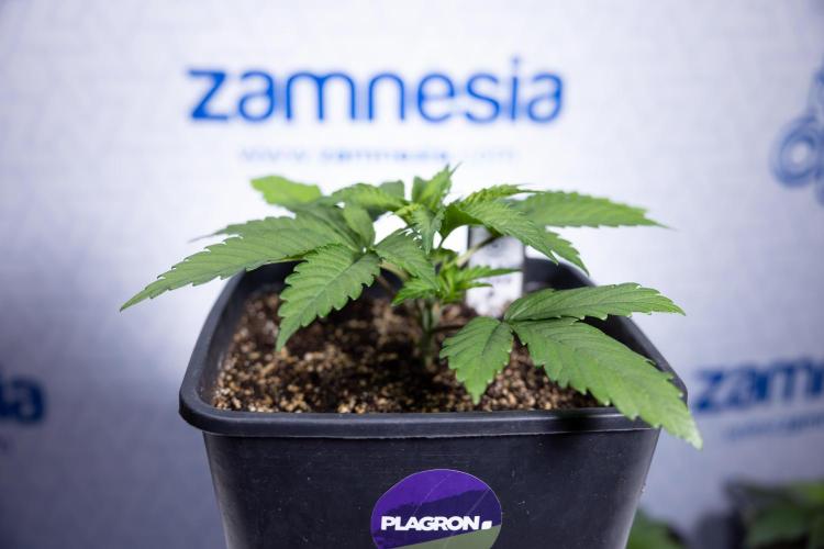 L.A. KUSH Cake #2 - Zamnesia x B&B. Week 2 - L.A.Kush Cake - Week 3 - Veg