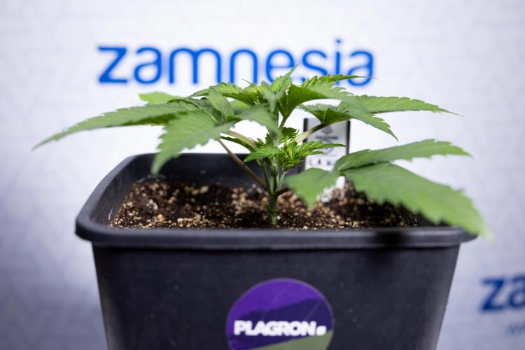 L.A. KUSH Cake #2 - Zamnesia x B&B. Week 2 - L.A.Kush Cake - Week 3 - Veg