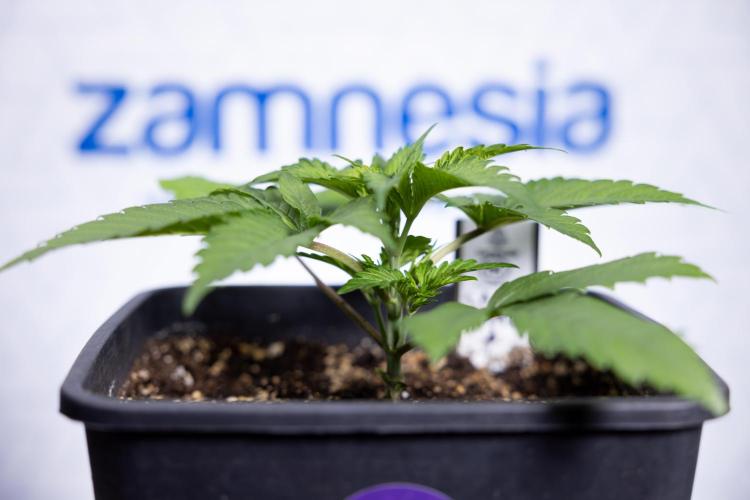 L.A. KUSH Cake #2 - Zamnesia x B&B. Week 2 - L.A.Kush Cake - Week 3 - Veg