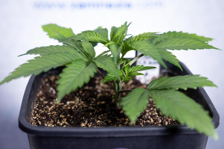 L.A. KUSH Cake #2 - Zamnesia x B&B. Week 2 - L.A.Kush Cake - Week 3 - Veg