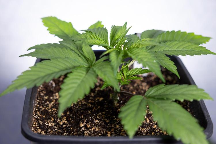 L.A. KUSH Cake #2 - Zamnesia x B&B. Week 2 - L.A.Kush Cake - Week 3 - Veg