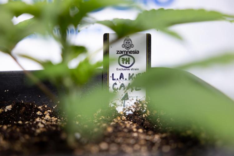 L.A. KUSH Cake #2 - Zamnesia x B&B. Week 2 - L.A.Kush Cake - Week 3 - Veg