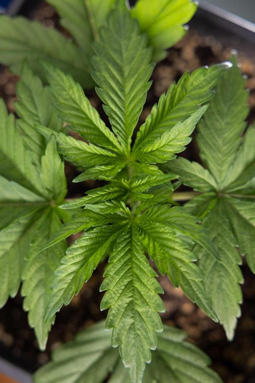 L.A. KUSH Cake #2 - Zamnesia x B&B. Week 2 - L.A.Kush Cake - Week 3 - Veg