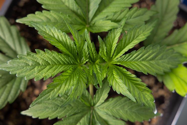 L.A. KUSH Cake #2 - Zamnesia x B&B. Week 2 - L.A.Kush Cake - Week 3 - Veg