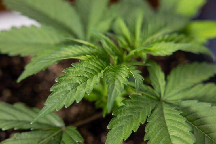 L.A. KUSH Cake #2 - Zamnesia x B&B. Week 2 - L.A.Kush Cake - Week 3 - Veg