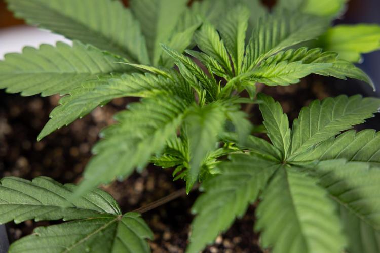 L.A. KUSH Cake #2 - Zamnesia x B&B. Week 2 - L.A.Kush Cake - Week 3 - Veg