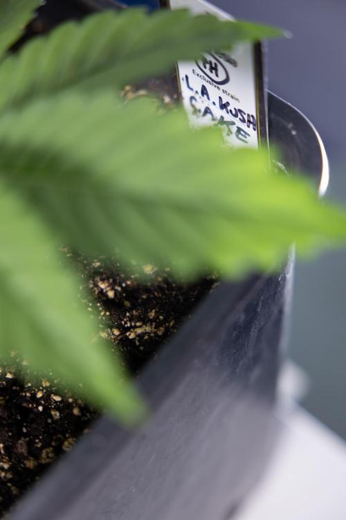 L.A. KUSH Cake #2 - Zamnesia x B&B. Week 2 - L.A.Kush Cake - Week 3 - Veg