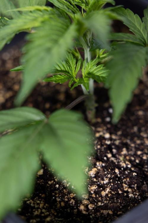 L.A. KUSH Cake #2 - Zamnesia x B&B. Week 2 - L.A.Kush Cake - Week 3 - Veg