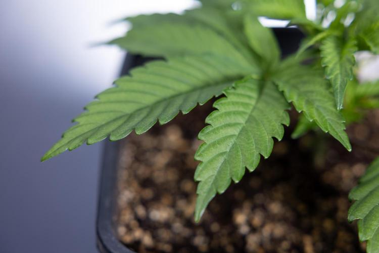 L.A. KUSH Cake #2 - Zamnesia x B&B. Week 2 - L.A.Kush Cake - Week 3 - Veg