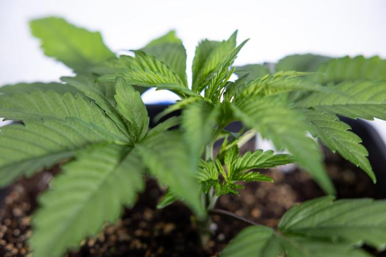 L.A. KUSH Cake #2 - Zamnesia x B&B. Week 2 - L.A.Kush Cake - Week 3 - Veg