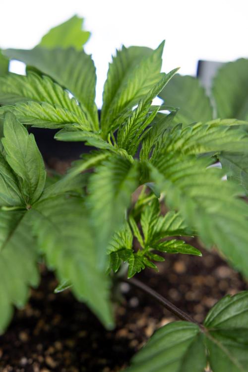 L.A. KUSH Cake #2 - Zamnesia x B&B. Week 2 - L.A.Kush Cake - Week 3 - Veg