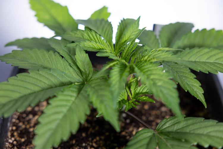 L.A. KUSH Cake #2 - Zamnesia x B&B. Week 2 - L.A.Kush Cake - Week 3 - Veg