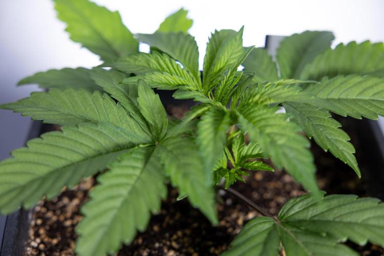 L.A. KUSH Cake #2 - Zamnesia x B&B. Week 2 - L.A.Kush Cake - Week 3 - Veg